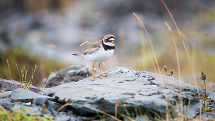 La Bretagne au chevet de ce tout petit oiseau