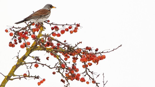 Reconnaissez-vous les différentes espèces de grives ?