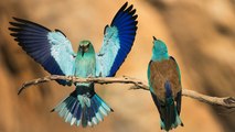 Des oiseaux de toutes les couleurs en France ! Apprenez à les connaître…