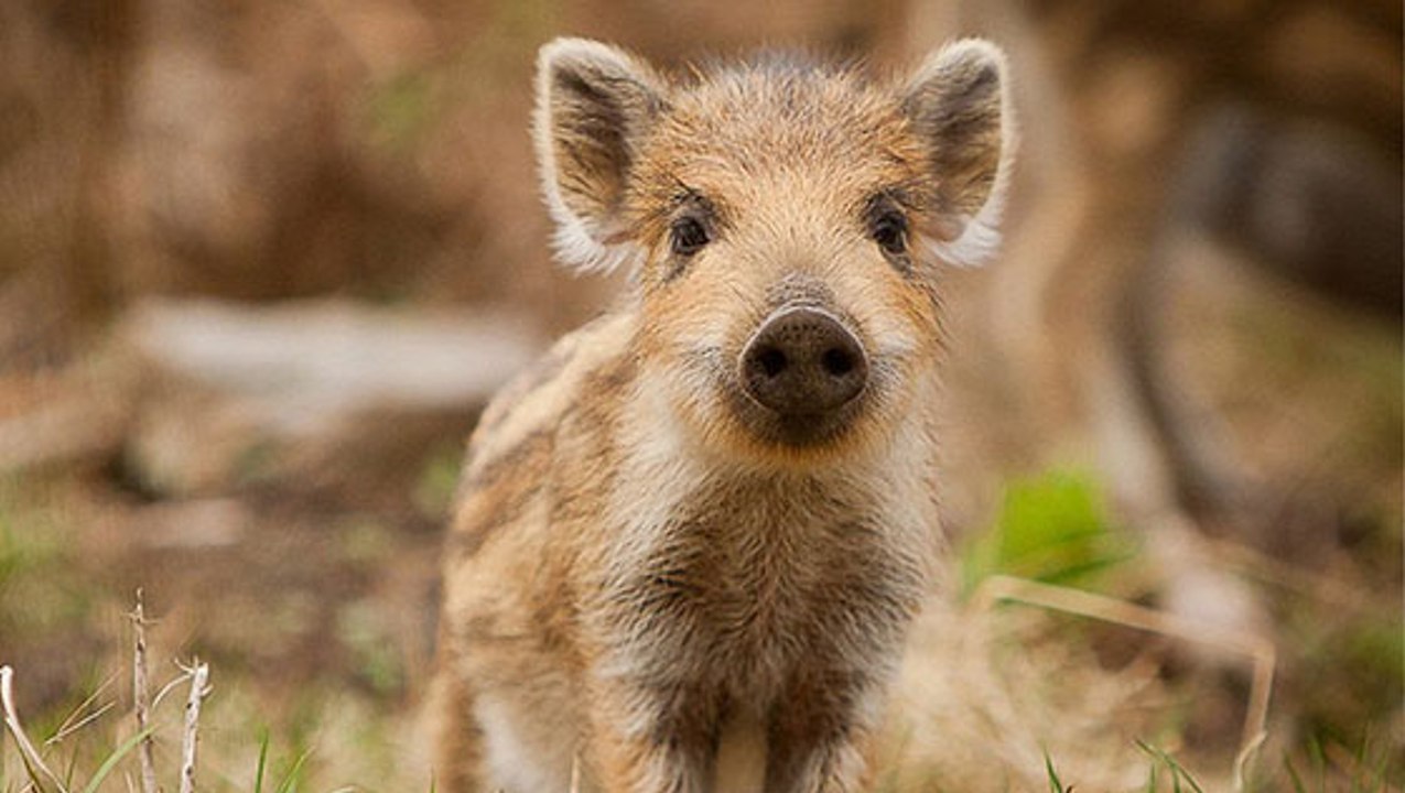 Ces 5 adorables petits cochons dont vous ne soupçonniez pas l'existence !