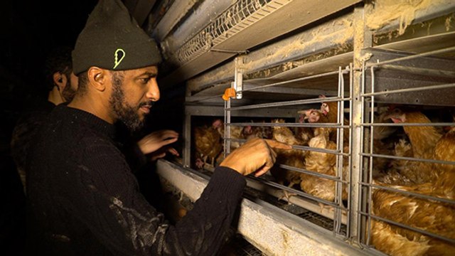 Le rappeur Stomy Bugsy sauve clandestinement des poules élevées en batterie