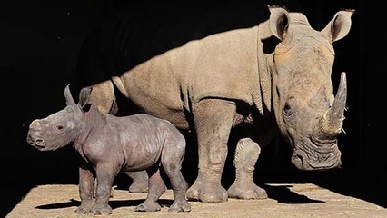 Aude : exceptionnelle naissance d'un rhinocéros blanc !