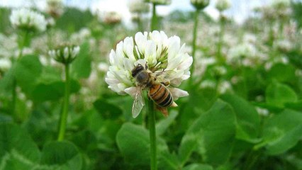 Vous voulez sauver les abeilles de votre jardin ? Voici une solution…