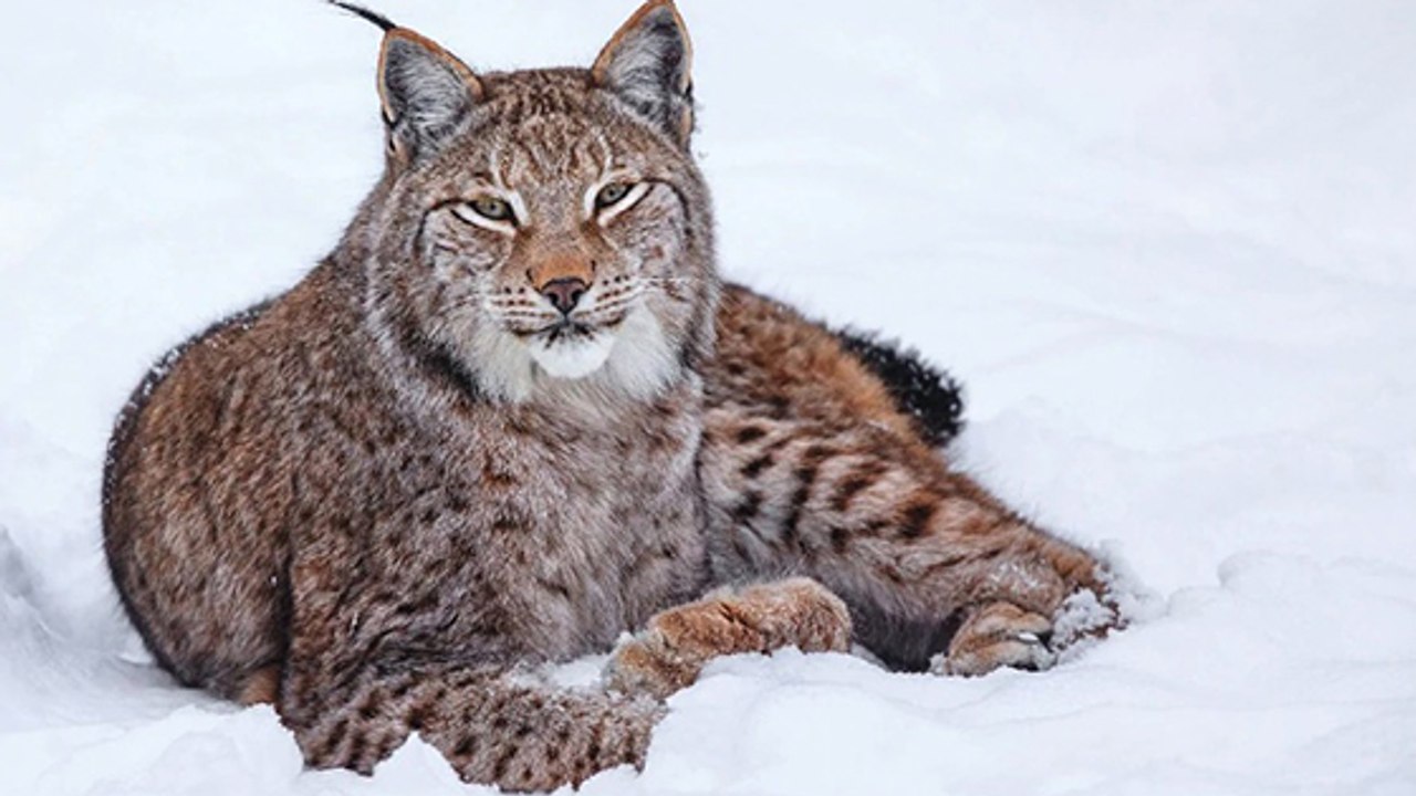 Mais pourquoi dit-on "Avoir un oeil de lynx" ?