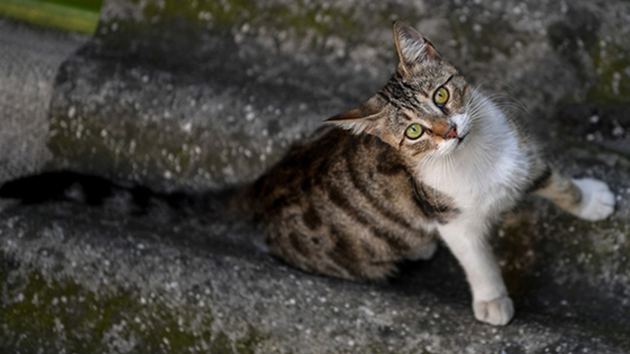 Ces pays qui limitent les chats errants pour pr...