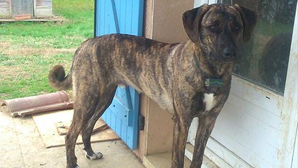 Cooky, un chien capturé par un piège à renards !