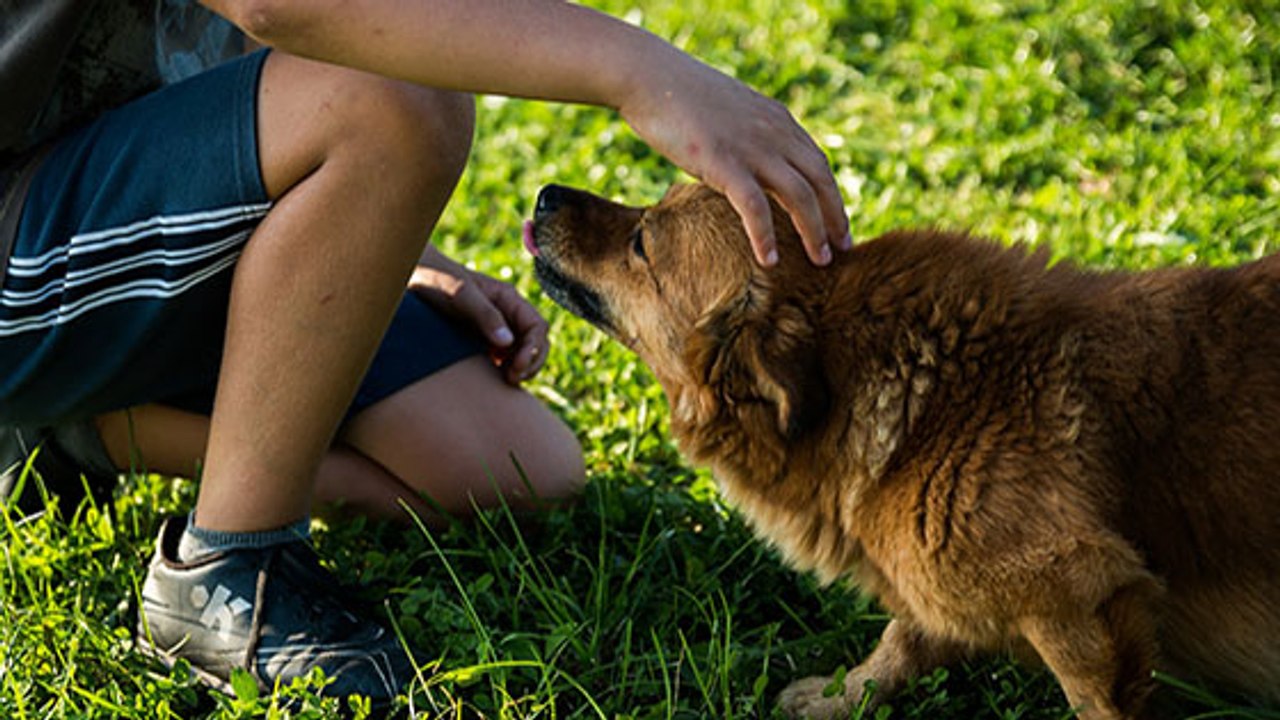 Des chiens et des hommes enterrés ensemble il y a 6000 ans