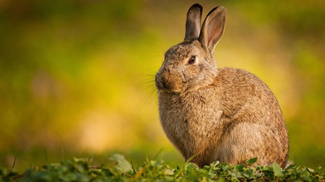Polémique : la ville de Bordeaux veut éradiquer les lapins de ses parcs !