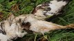 Artois : des rapaces strictement protégés retrouvés criblés de plombs de chasse