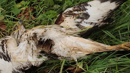 Artois : des rapaces strictement protégés retrouvés criblés de plombs de chasse
