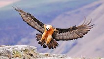 Alpes : cet oiseau extrêmement rare en France vient de pondre un œuf !