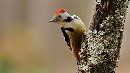Ces oiseaux que l'on peut voir en forêt en hiver !