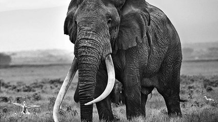 Il publie les dernières photos de la " Reine des éléphants "