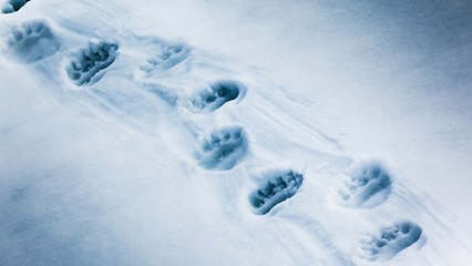Ça y est ! Les ours des Pyrénées sont sortis d'hibernation !