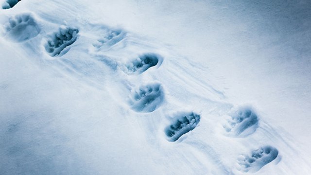 Ça y est ! Les ours des Pyrénées sont sortis d'hibernation !