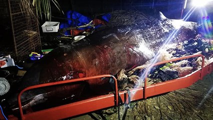 Une baleine meurt avec 40 kg de plastique dans l’estomac