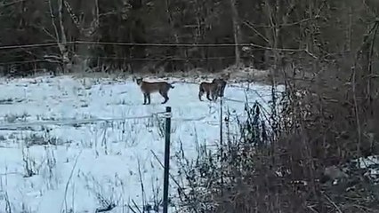 Jura : une maman lynx et ses deux petits filmés par un promeneur !