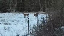 Jura : une maman lynx et ses deux petits filmés par un promeneur !