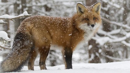 Ce maire dit " non " au piégeage des renards sur sa commune !