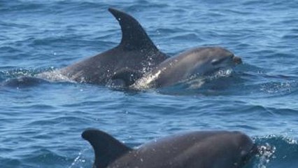 Nouvelle-Zélande : une femelle dauphin transporte son petit mort sur son dos…