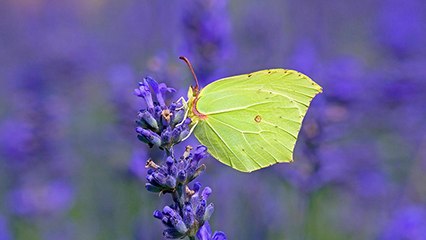 Voici le tout premier papillon que vous verrez cette année !