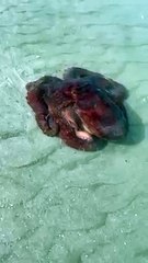 ظهور أخطبوط نادر على شاطئ ساوث كارولينا