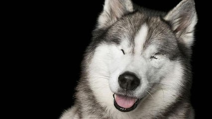 Ce photographe immortalise des animaux handicapés pour les faire adopter !