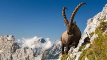 Pyrénées : décimé par la chasse, cet animal va bientôt faire sa réapparition !