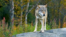Pyrénées : elle met à l'abri un loup affaibli dans son garage
