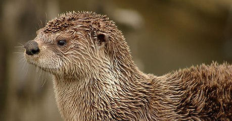 En France, la loutre est comme un poisson dans l’eau !