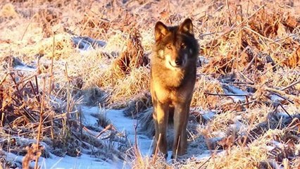 Belgique : de magnifiques clichés confirment la présence du loup !