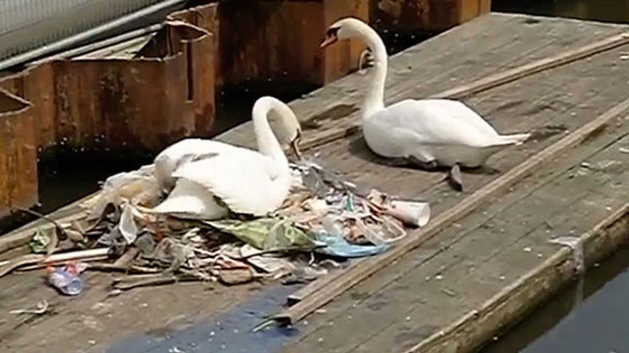 CHOC : Un cygne filmé en train de faire son nid avec des déchets plastiques