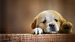 Bas-Rhin : enquête après l'empoisonnement de plusieurs chiens