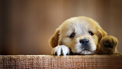 Bas-Rhin : enquête après l'empoisonnement de plusieurs chiens