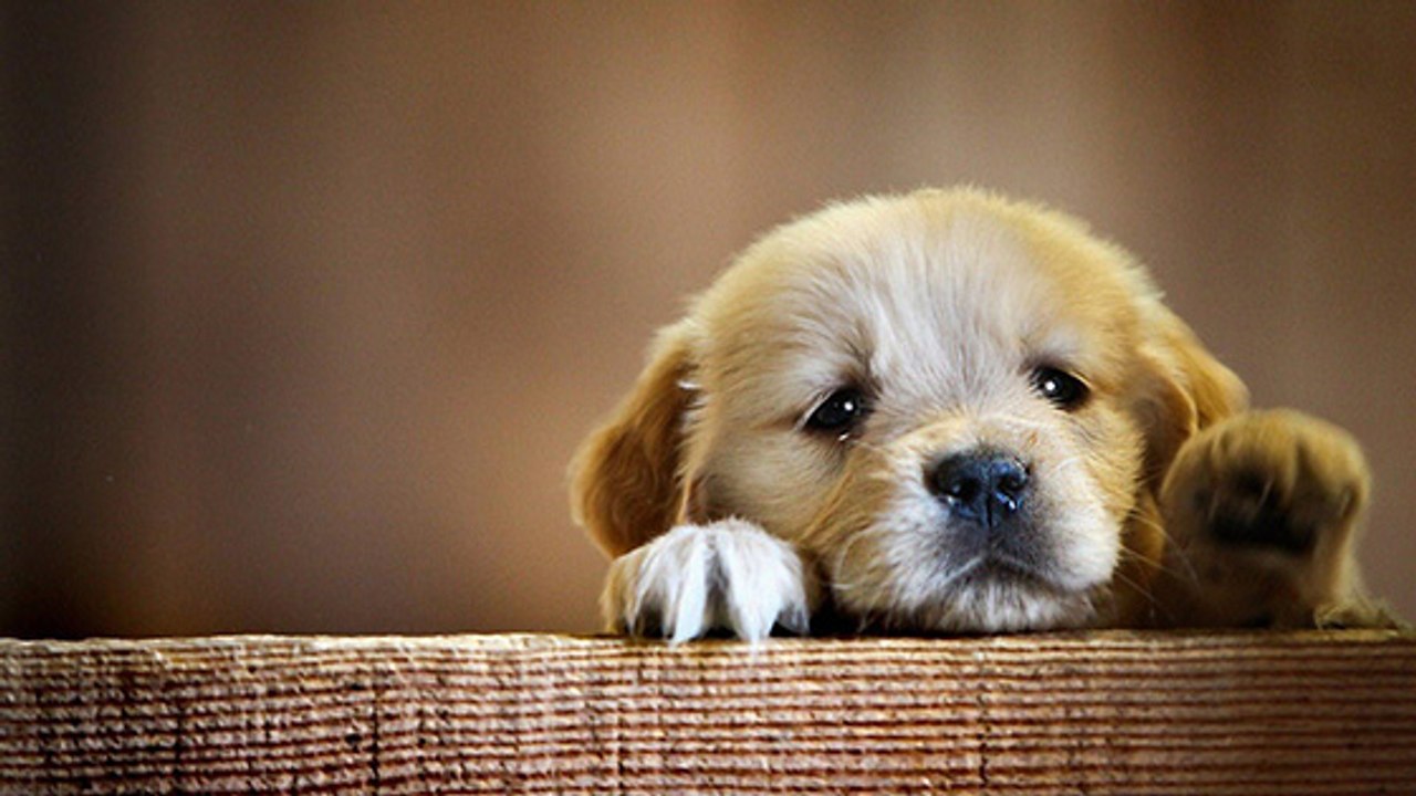 Bas-Rhin : enquête après l'empoisonnement de plusieurs chiens