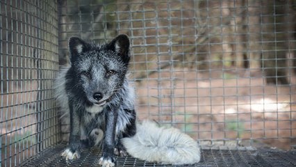 La Norvège met fin aux élevages de fourrure