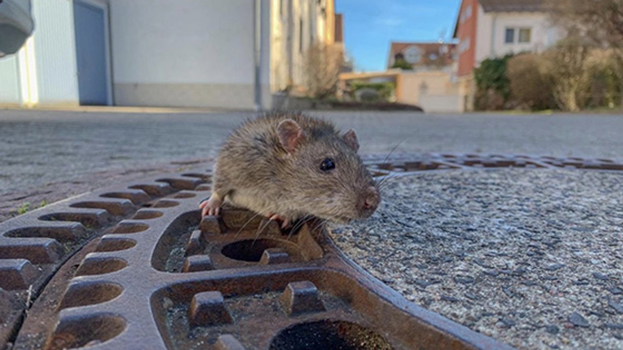 Retrouvé coincé dans une bouche d’égout, ce rat a été sauvé par les pompiers !