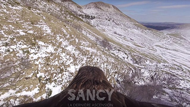 Découvrez les sublimes images d'un aigle en vol au-dessus des montagnes