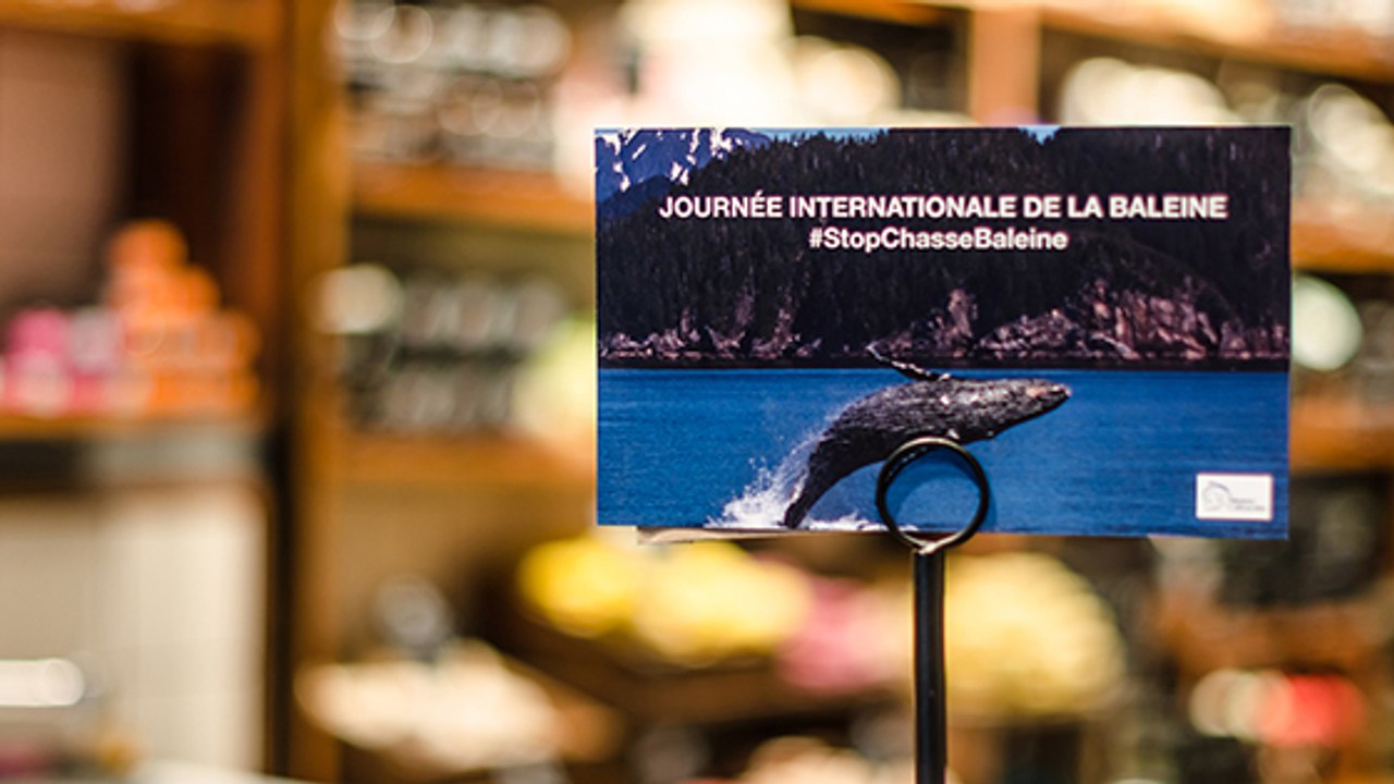 Lush porte la voix des baleines avec l'association Réseau-Cétacés