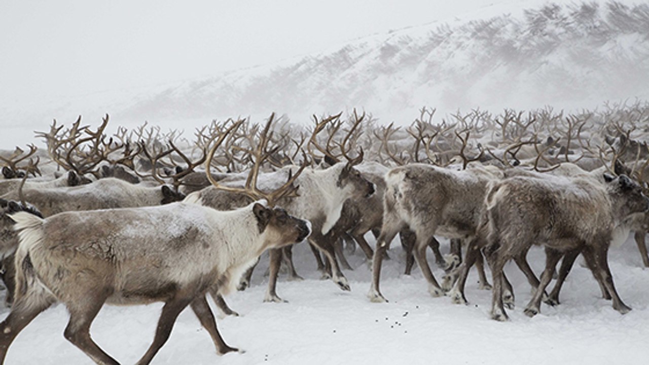 Quand le réchauffement climatique menace la survie des rennes