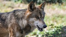 Pays-Bas : un loup gris s'installe pour la première fois dans le pays depuis un siècle