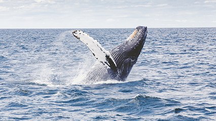 Les animaux marins souffrent de la pollution sonore