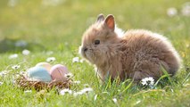 Pourquoi le lapin est-il associé à Pâques ?