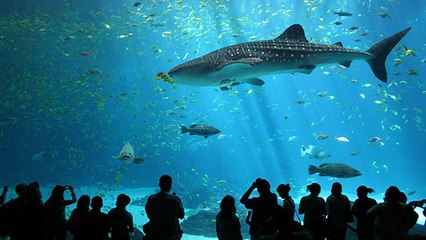 L'ouverture d'un nouvel aquarium à Dieppe crée la polémique
