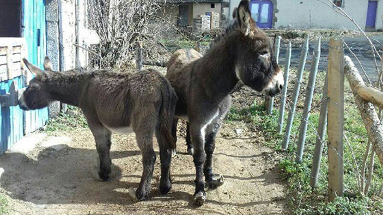 Deux ânes sauvés d'une vie de souffrance par une association