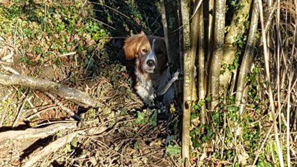 Il découvre un chien attaché à un arbre : son appel à témoins devient viral