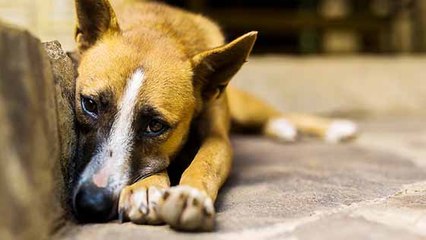 Espagne : lancement d'une application pour signaler la maltraitance animale