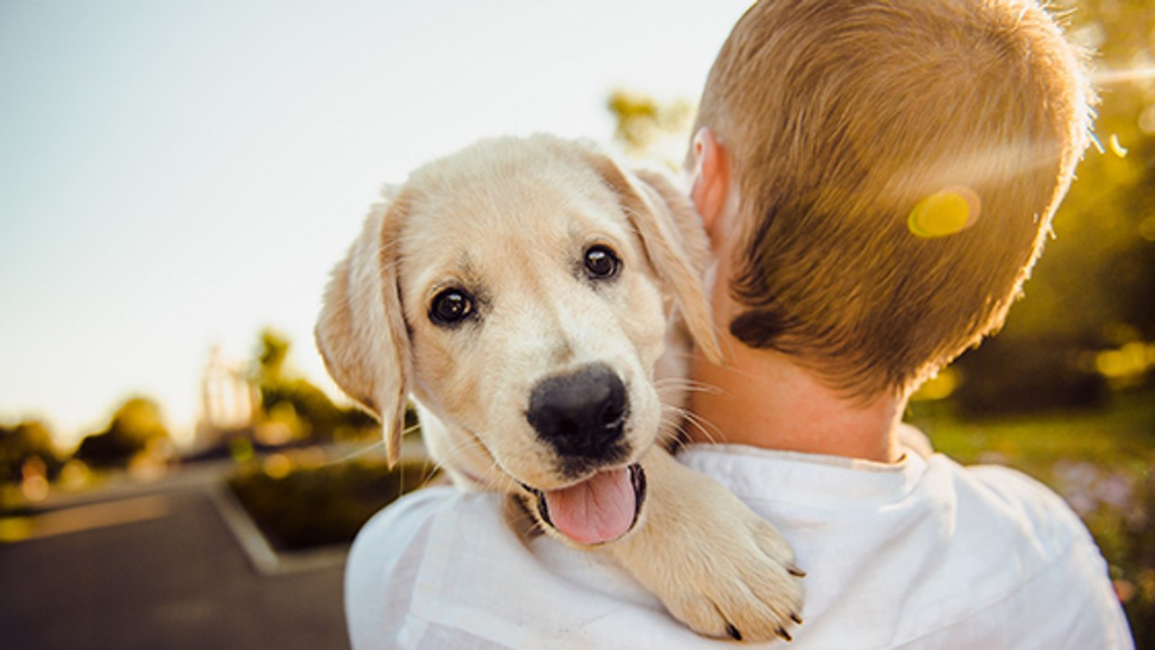 Une étude prouve que perdre un chien fait aussi mal que perdre un proche