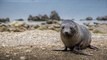 Nouvelle-Zélande : six bébés phoques retrouvés… décapités