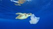 Au plus profond des océans, des animaux contaminés au plastique